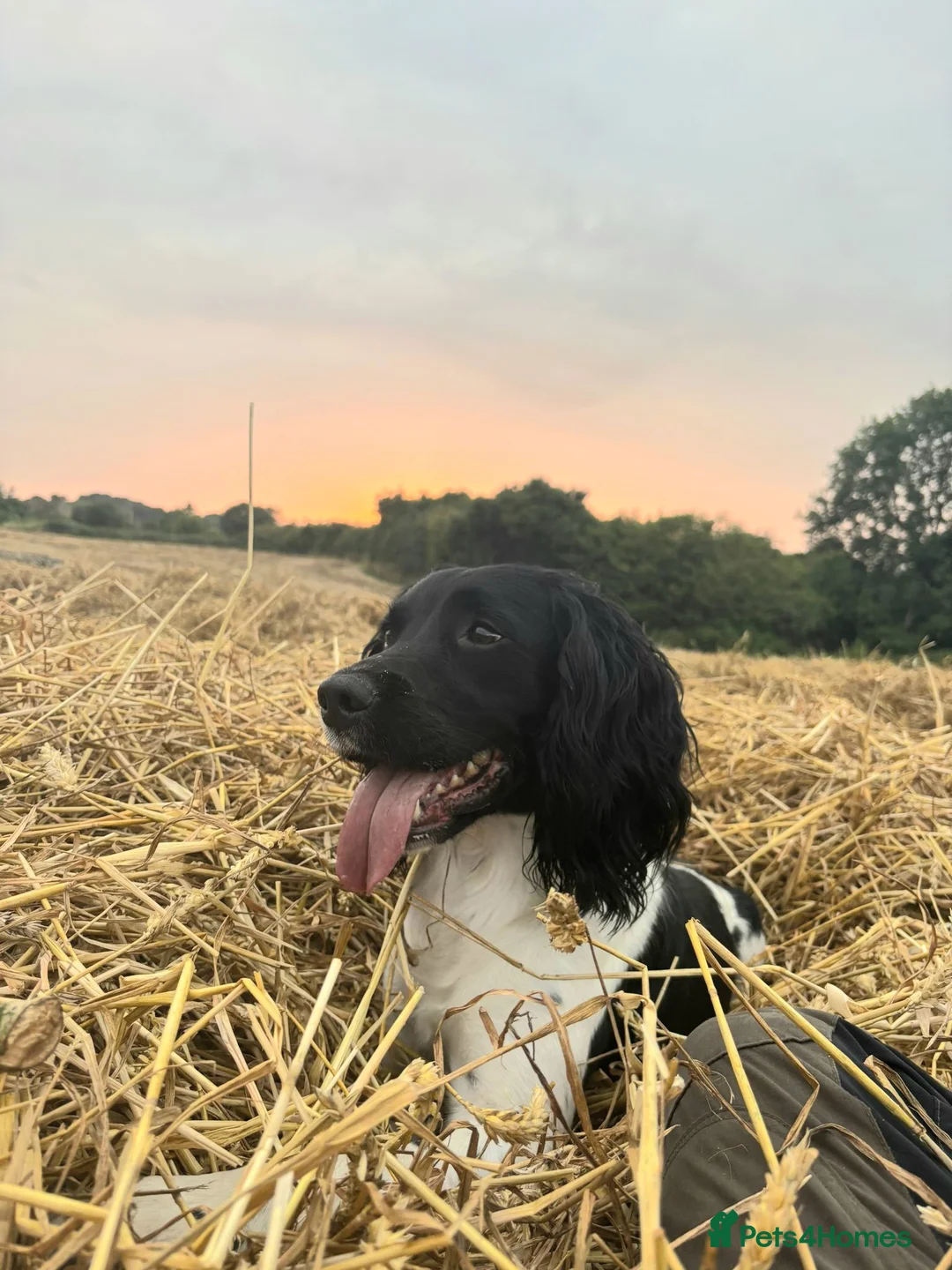 English Springer Spaniel dogs for stud: Wessexmac's King Kobe at Stud - Advert 1