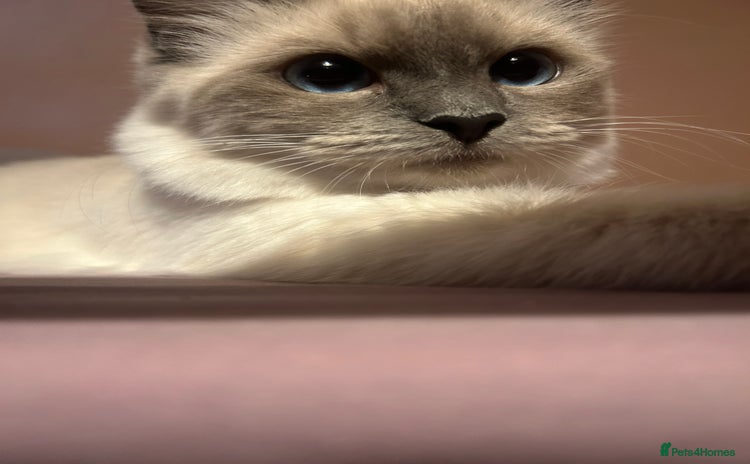 Ragdoll cats - Advert 15