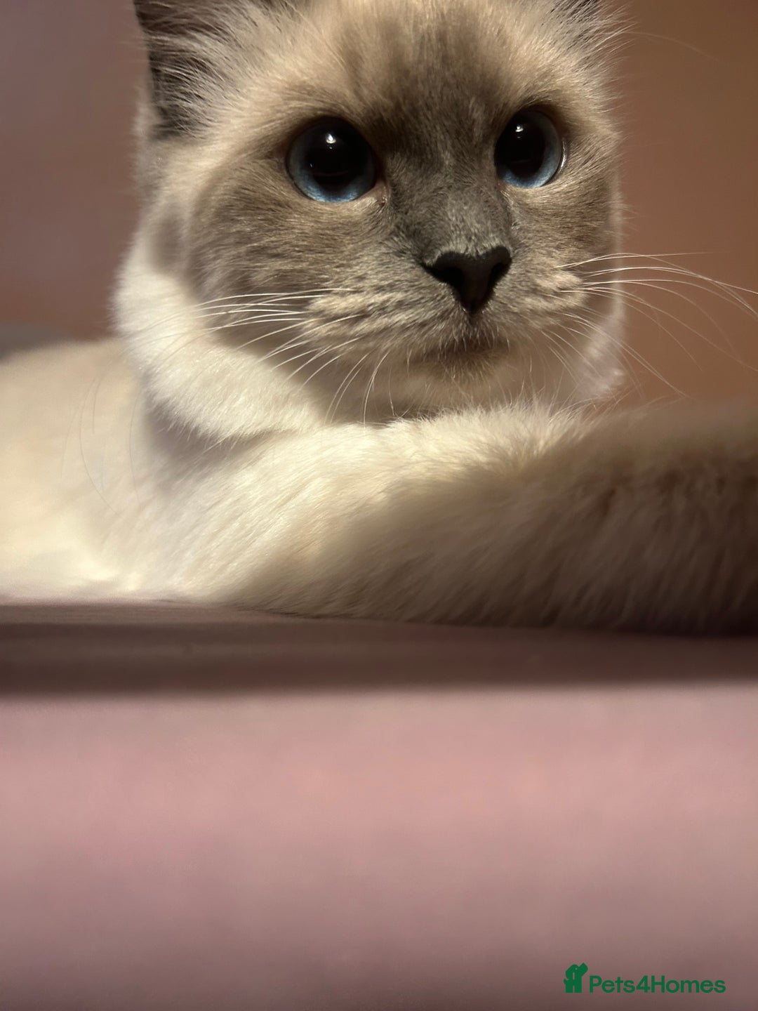 Ragdoll cats for sale: 6 month old blue point ragdoll queen  - Image 1