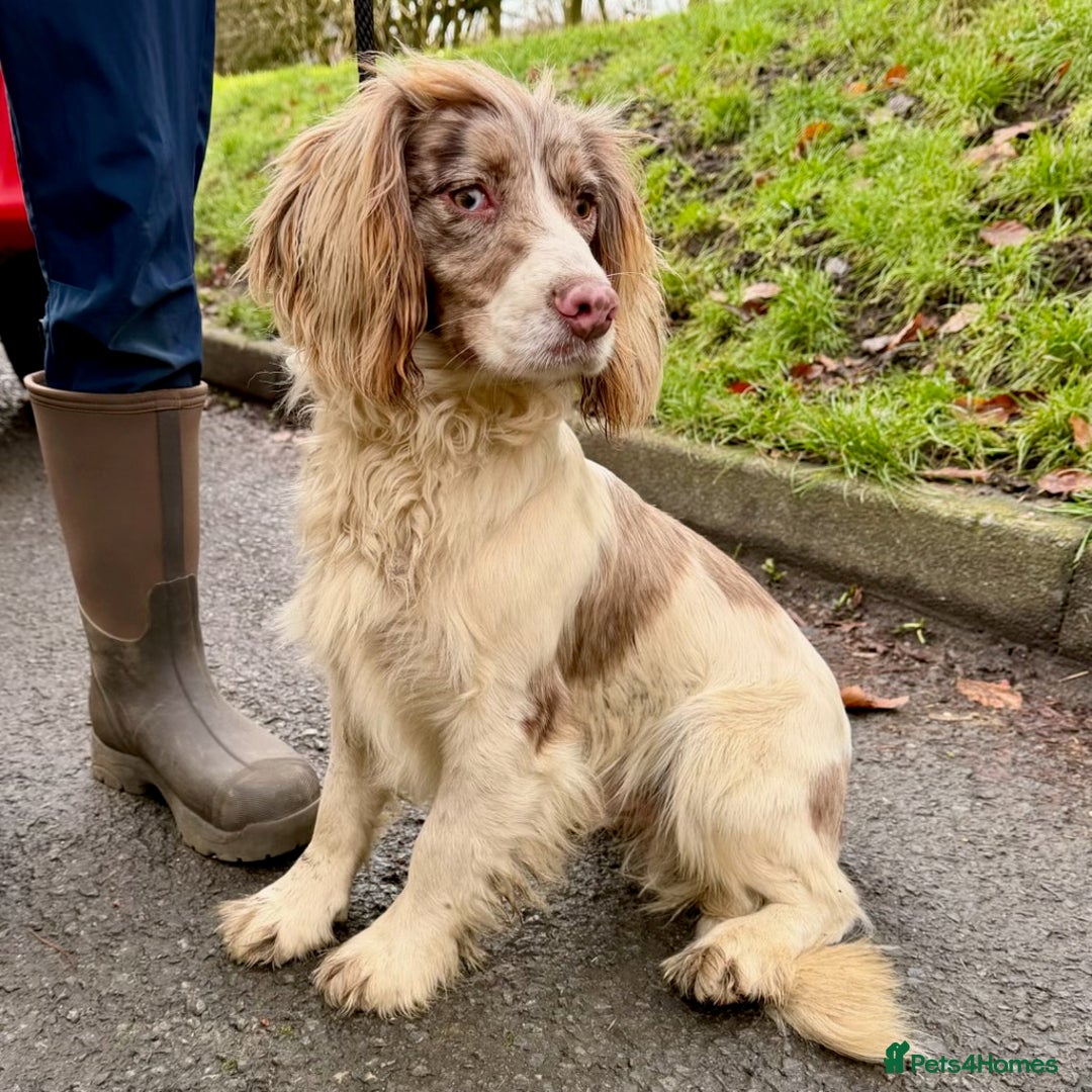 Mixed Breed dogs for sale: Merle Cockachon Teddy Bears - Advert 6