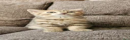 Mixed Breed cats for sale: Bengal x Scottish fold female kitten - Advert 2