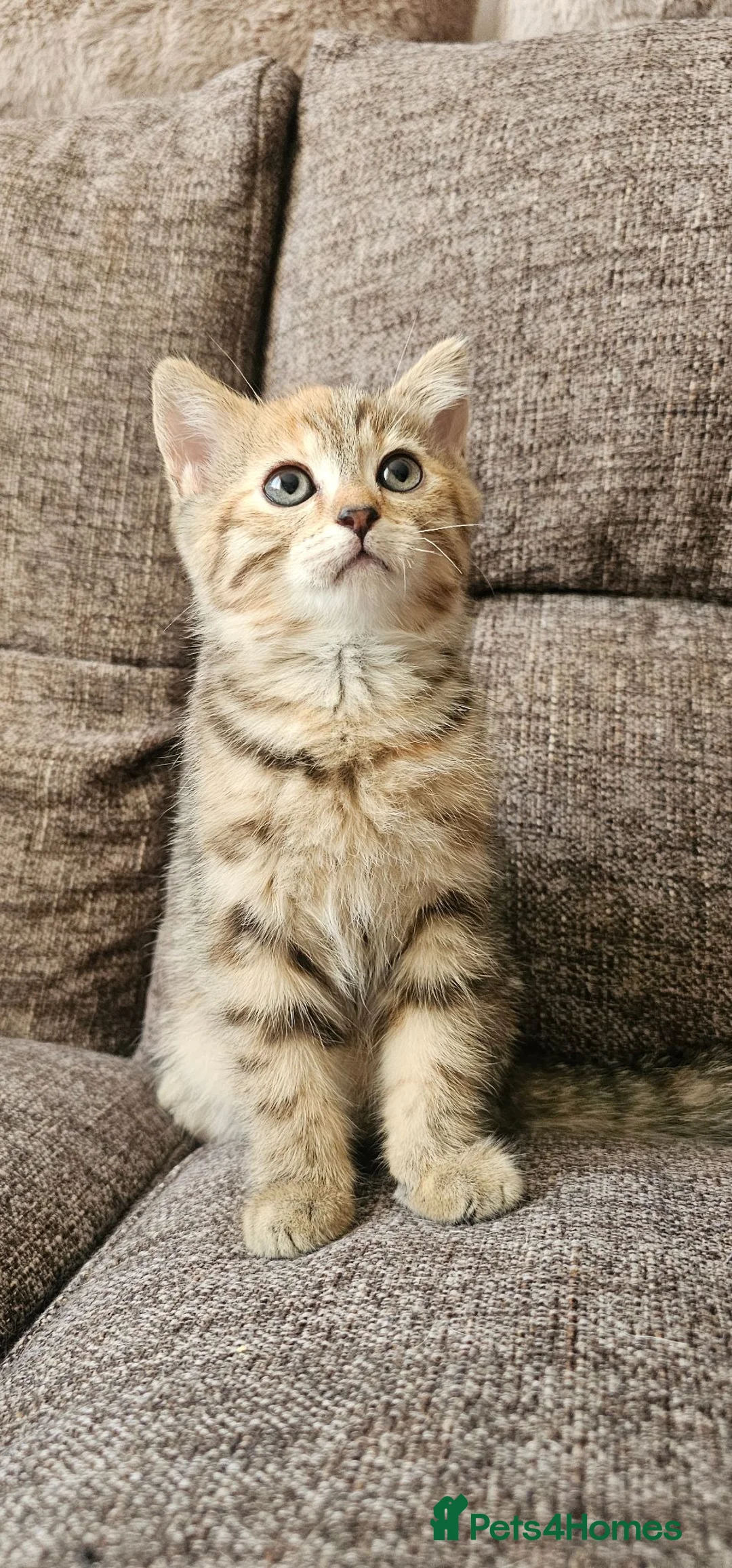 Mixed Breed cats for sale: Bengal x Scottish fold female kitten - Advert 2