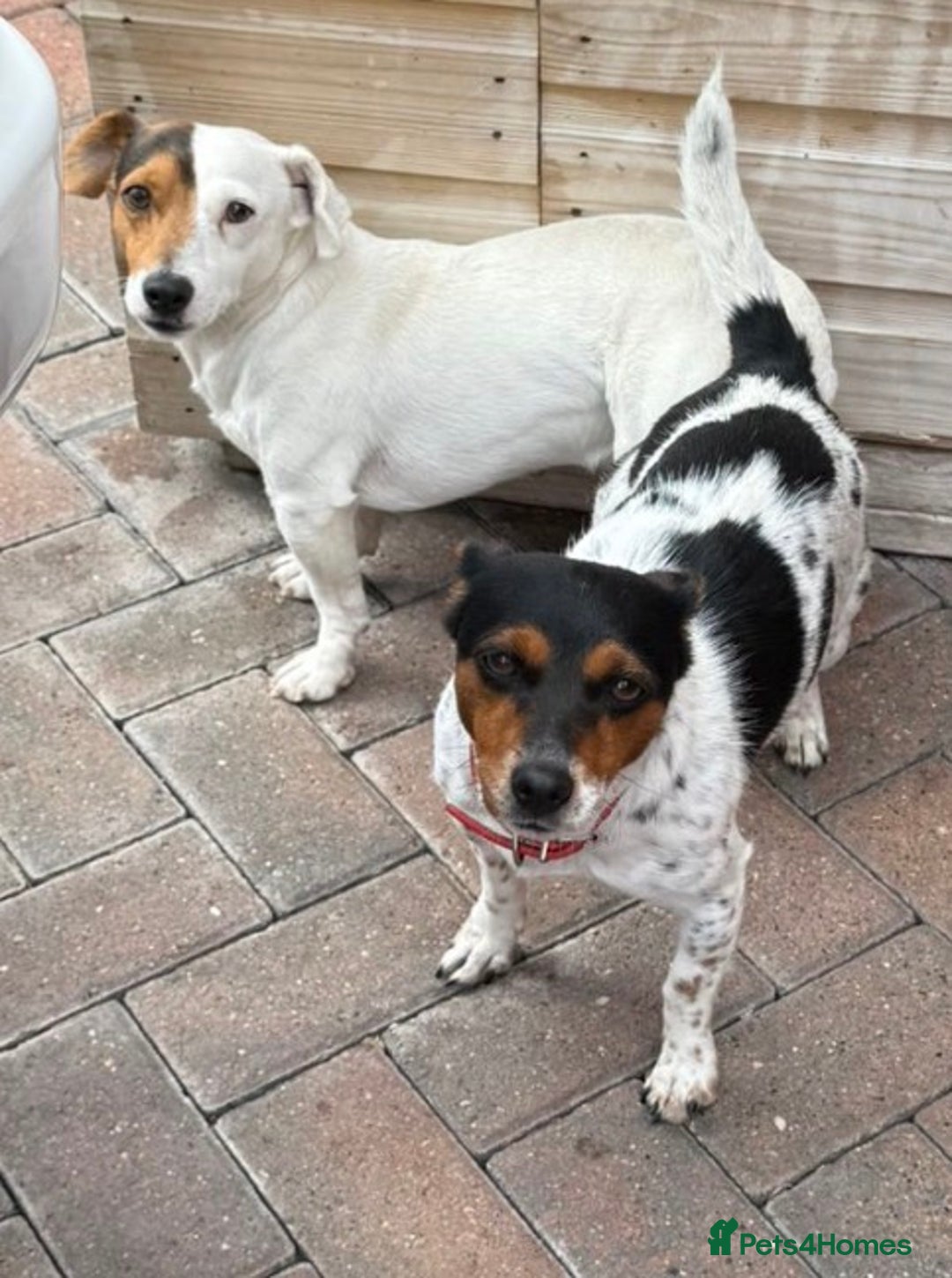 Jack Russell dogs for sale: Five beautiful Jack Russell's - Advert 22