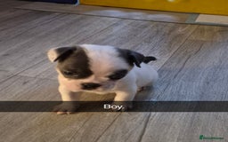 Mixed Breed dogs for sale: Frenchie X Alapaha  - Image 13