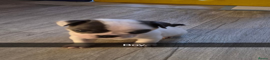 Mixed Breed Puppy 3