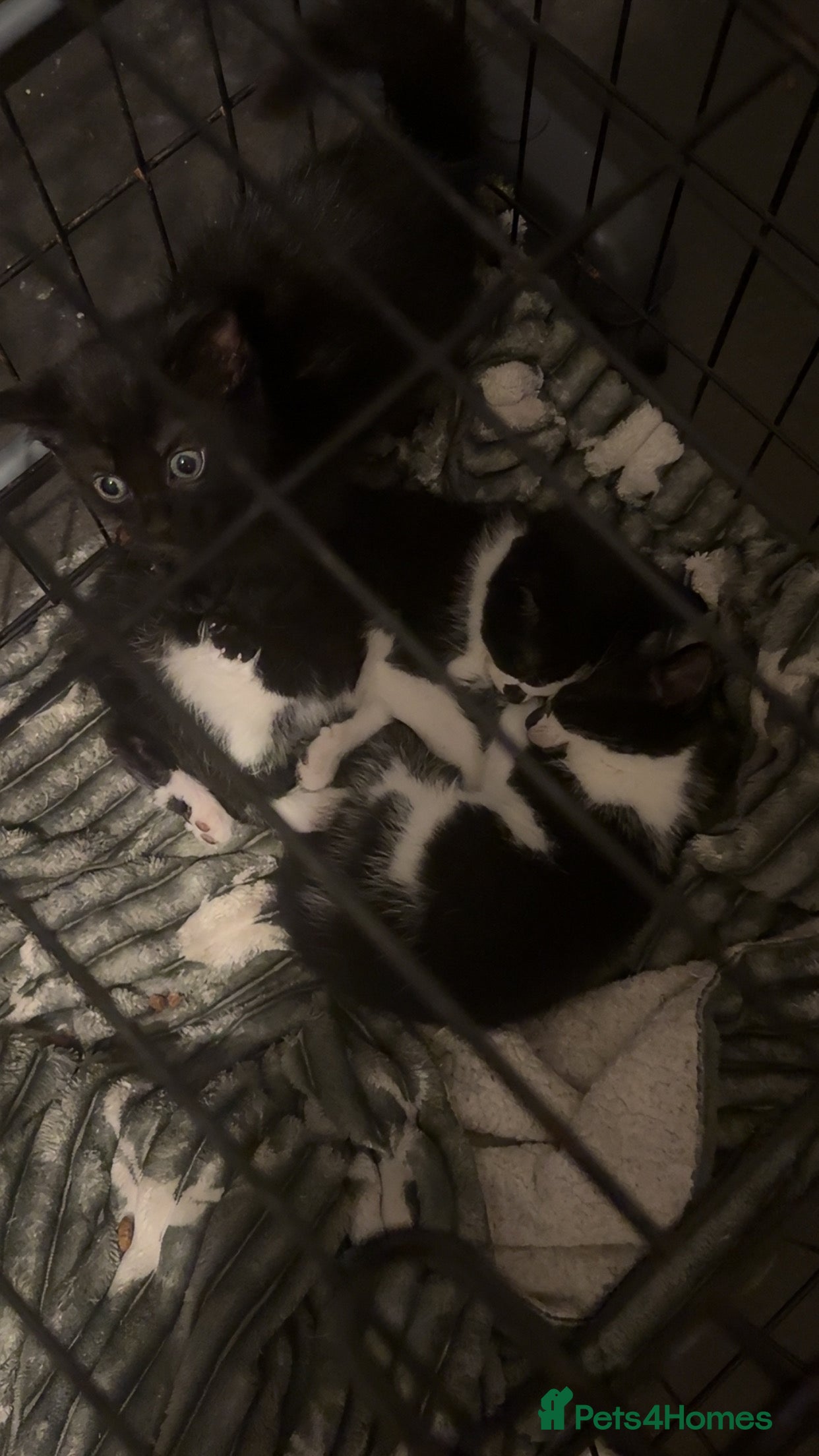 Domestic Shorthair cats 2 males 1 female kittens 8 weeks old 21/02/26  - Advert 1