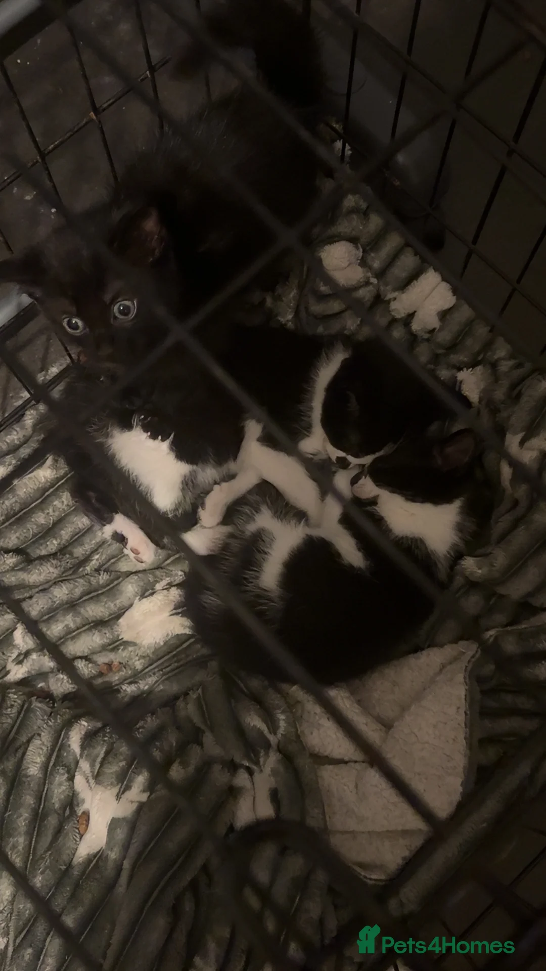 Domestic Shorthair cats for sale: 2 males 1 female kittens 8 weeks old 21/02/26  - Advert 1