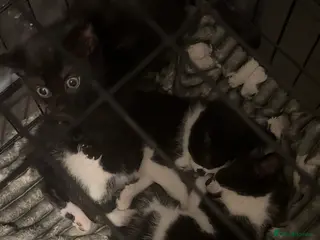 Domestic Shorthair cats 2 males 1 female kittens 8 weeks old 21/02/26 - Advert 1