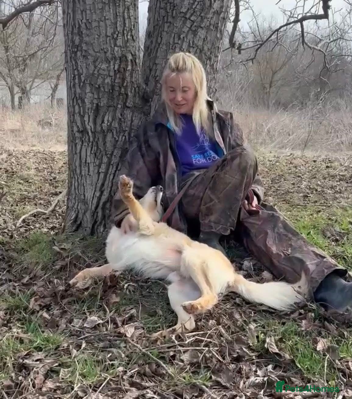 Mixed Breed dogs Gerrard - Norwich Norfolk  - Advert 1