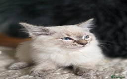 Ragdoll cats for sale: Quality Ragdoll Kittens - Image 13