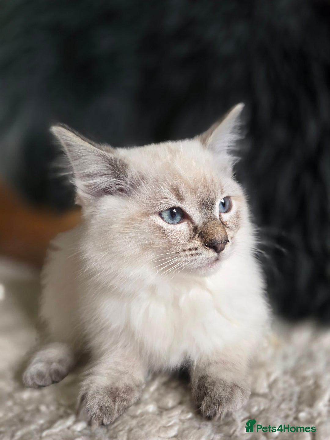 Ragdoll cats for sale: Quality Ragdoll Kittens - Image 13