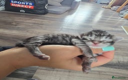 Maine Coon cats for sale: Last Pedigree Maine coon girl READY TO LEAVE  - Image 5