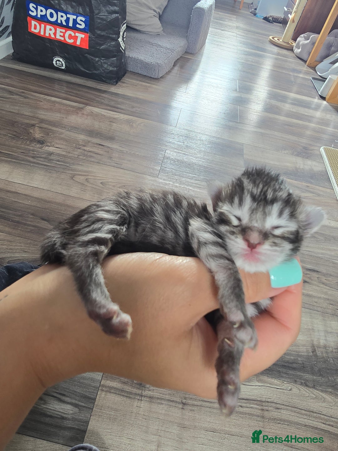 Maine Coon cats for sale: Last Pedigree Maine coon girl READY TO LEAVE  - Image 5