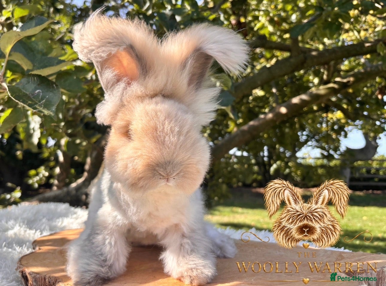 Angora rabbits Fully Vaccinated Angora Litter - Advert 2