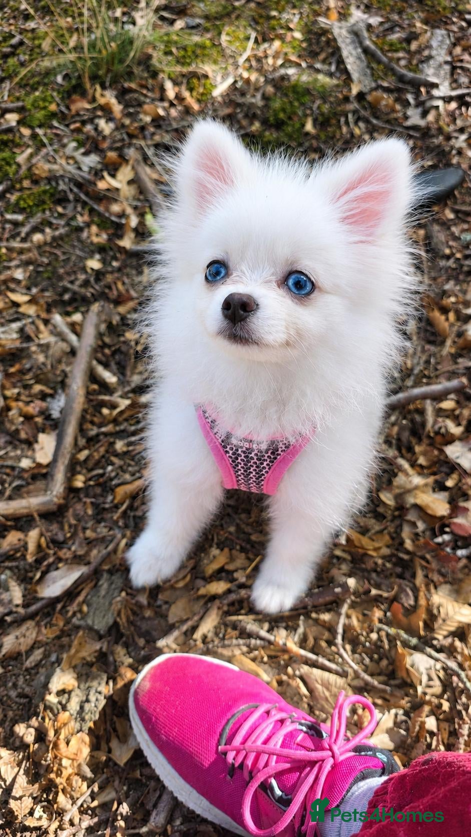 Pomeranian dogs Adorable tiny pomeranian girl - Advert 1