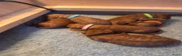 Cockapoo dogs for sale: 🐶💕 F1B COCKERPOO PUPPIES HAVE ARRIVED! 💕 - Advert 26