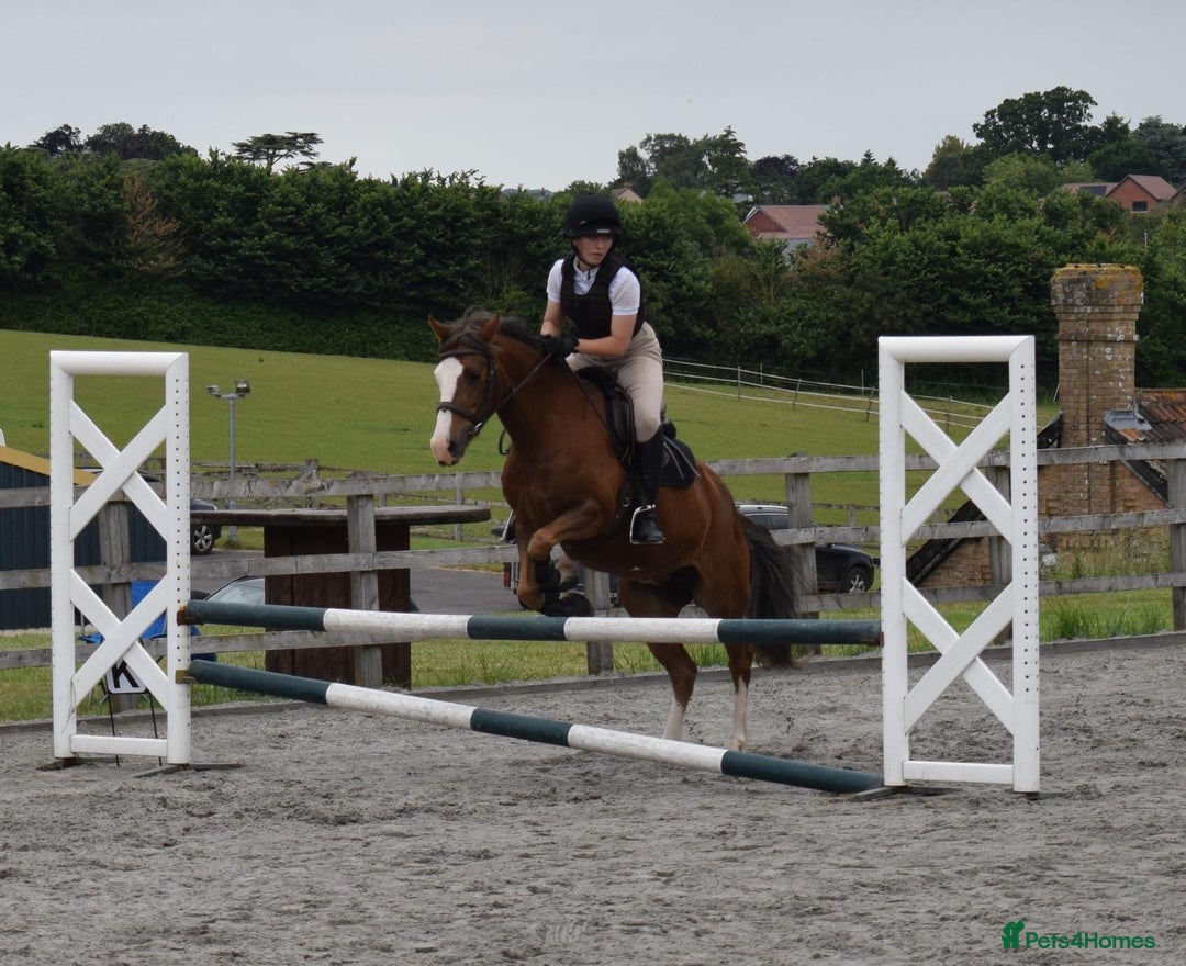 Other Breed horses for sale: 14’2 13 year old quantock hill pony mare - Image 5