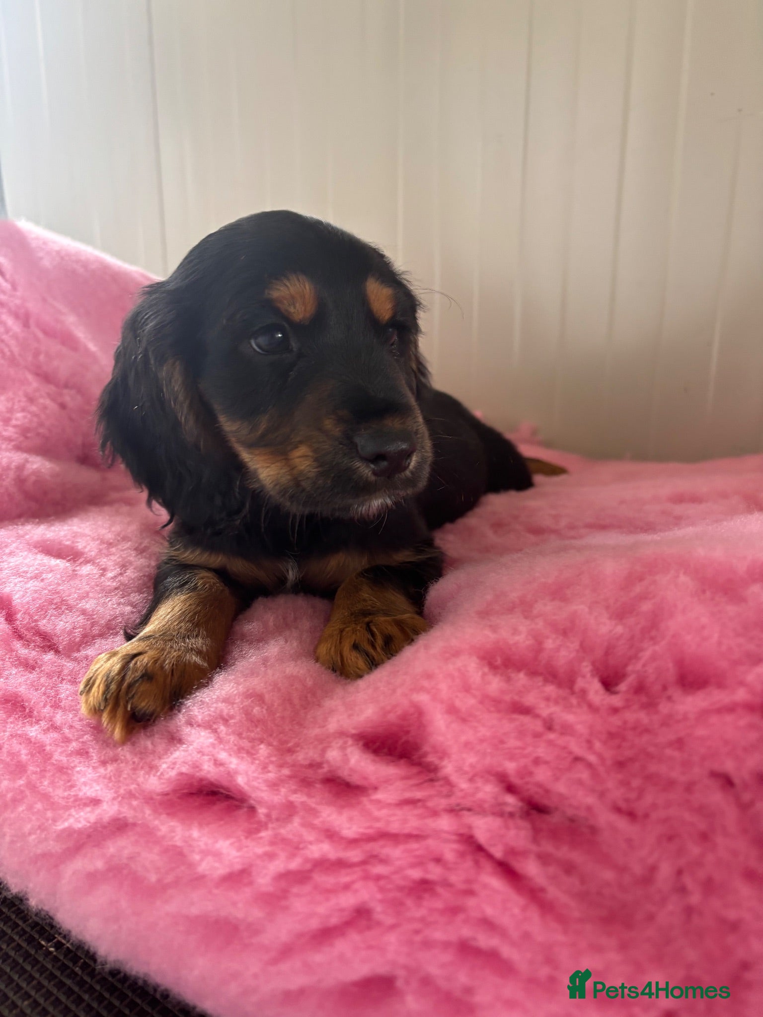 Cocker Spaniel dogs One Girlie Left 🩷Working Cocker Spaniel Puppies  - Advert 1