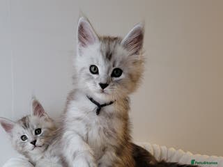 Maine Coon cats Tica registered Maine coon kittens - Advert 6
