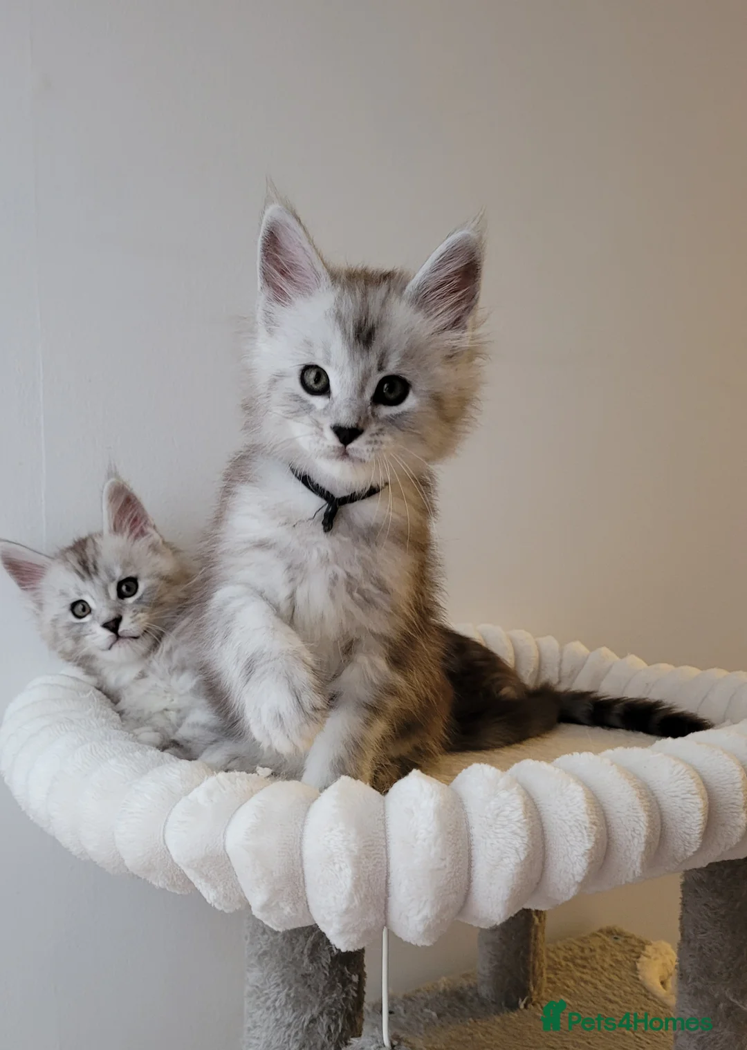 Maine Coon cats for sale: Tica registered Maine coon kittens  - Advert 1