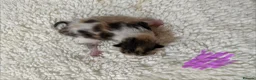Mixed Breed cats for sale: Gorgeous litter of kittens - Advert 7
