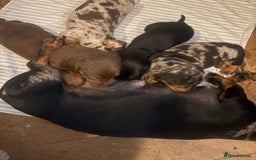 Miniature Dachshund dogs for sale: Venus is a mama to 5! - Image 37
