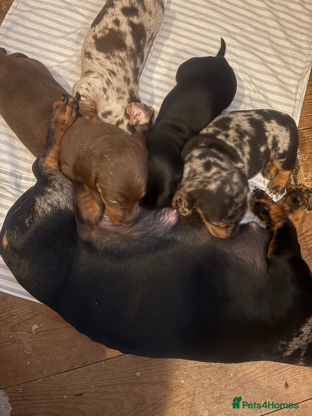Miniature Dachshund dogs for sale: Venus is a mama to 5! - Image 37