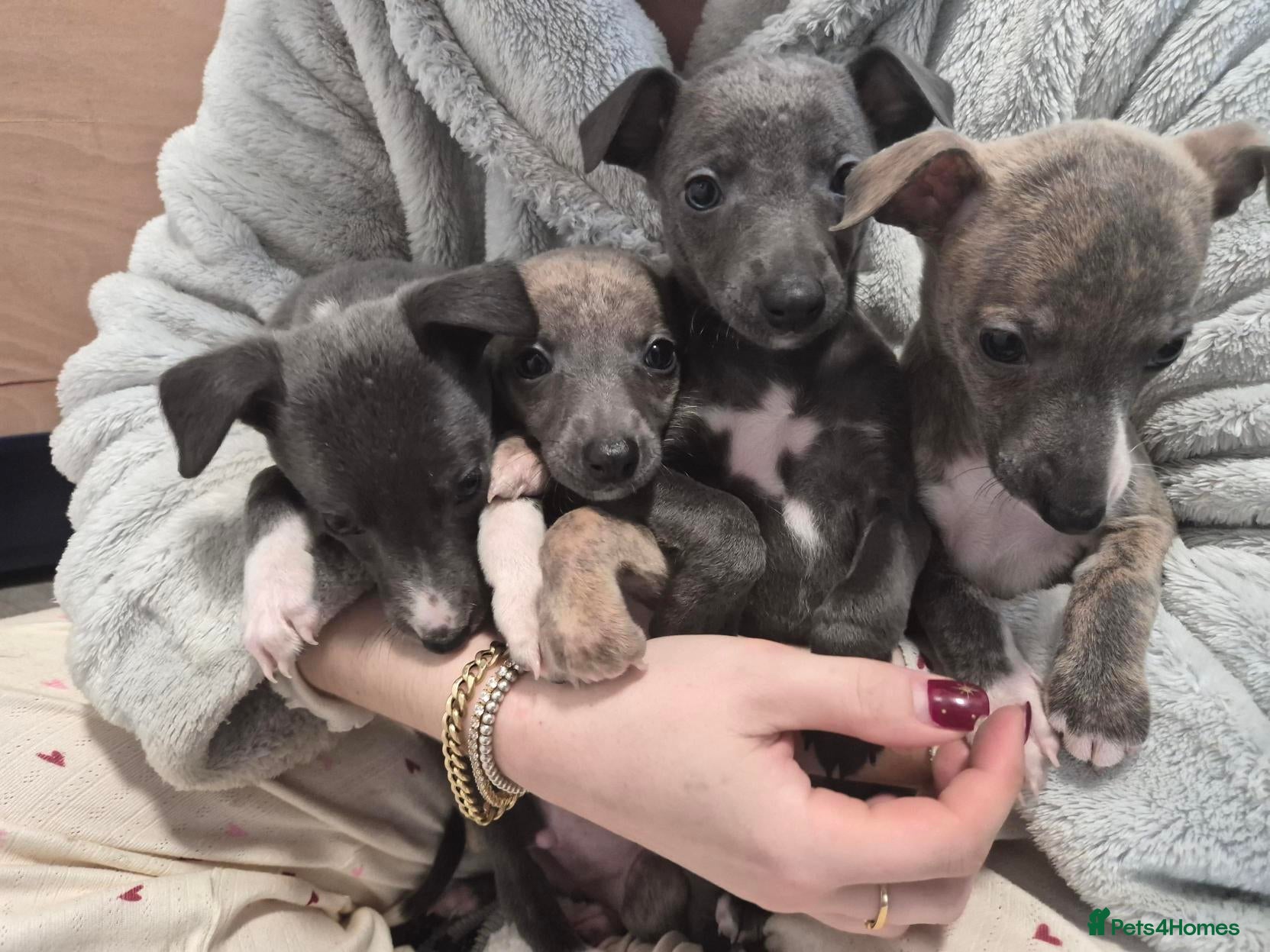 Whippet dogs Ready 09 Jan: Stunning KC Whippet Puppies for Sale - Advert 13