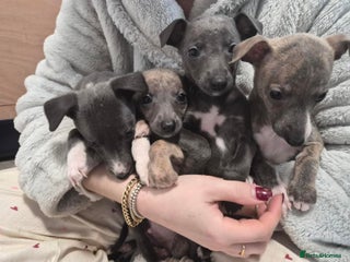 Whippet dogs Ready 09 Jan: Stunning KC Whippet Puppies for Sale - Advert 13