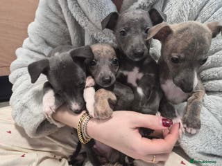 Whippet dogs Ready 09 Jan: Stunning KC Whippet Puppies for Sale - Advert 2