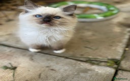 Ragdoll cats for sale: 🚨 Gorgeous, pedigree Ragdoll Puffballs! 🚨  - Image 9