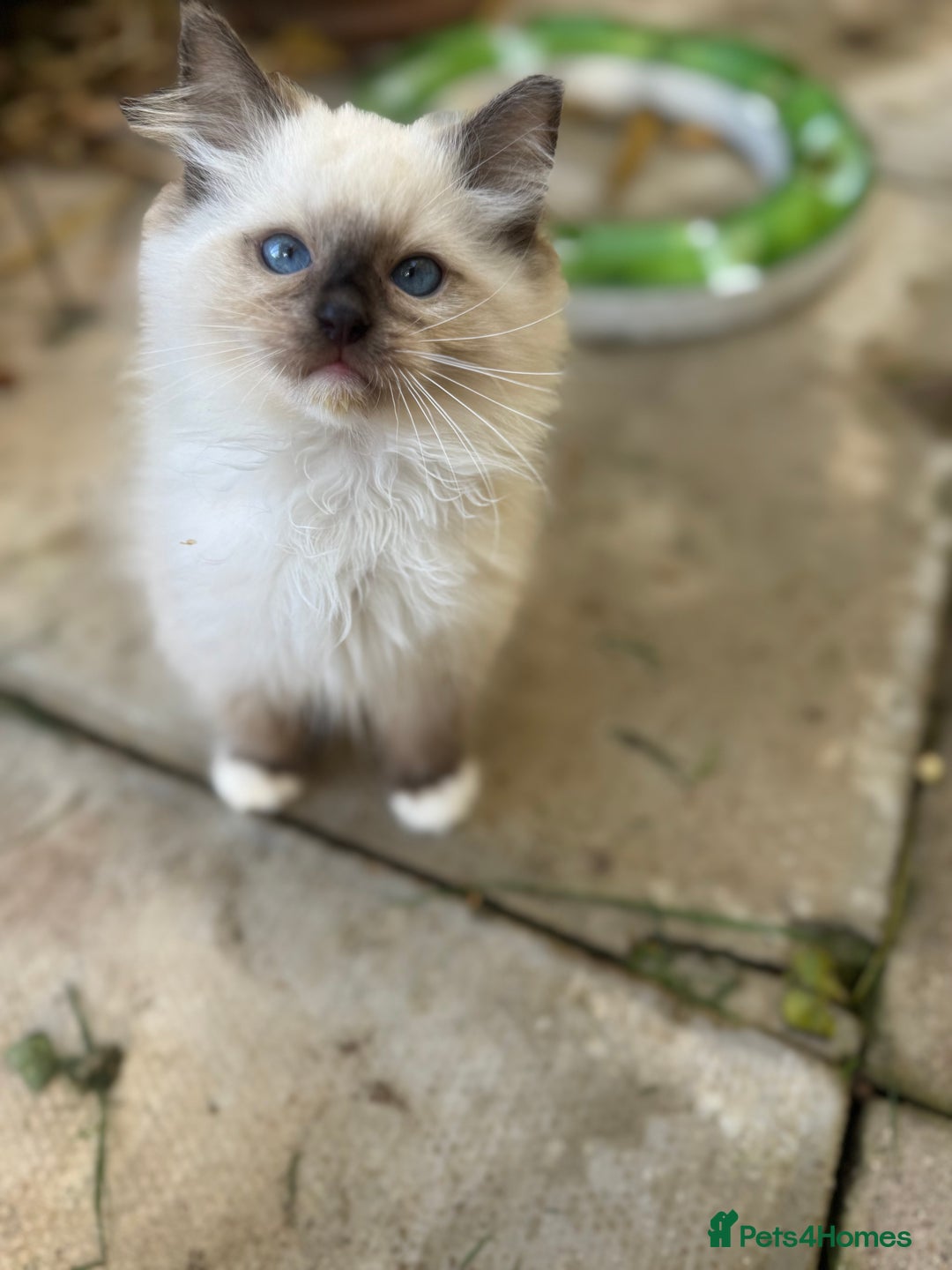 Ragdoll cats for sale: 🚨 Gorgeous, pedigree Ragdoll Puffballs! 🚨  - Image 9