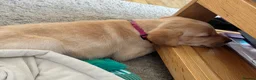 Labrador Retriever dogs for sale: Gorgeous Working Labrador Pups in Crewkerne - Advert 3