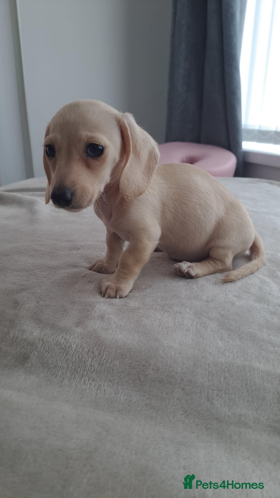 Dachshund dogs for sale: READY NOW - Miniature dachshunds cream girls  - Image 7