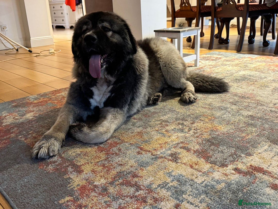 Caucasian Shepherd Dog dogs for sale: 🏡 ADOPT MISHA 🐾 FREE 🌟 Make a Christmas Miracle - Advert 16