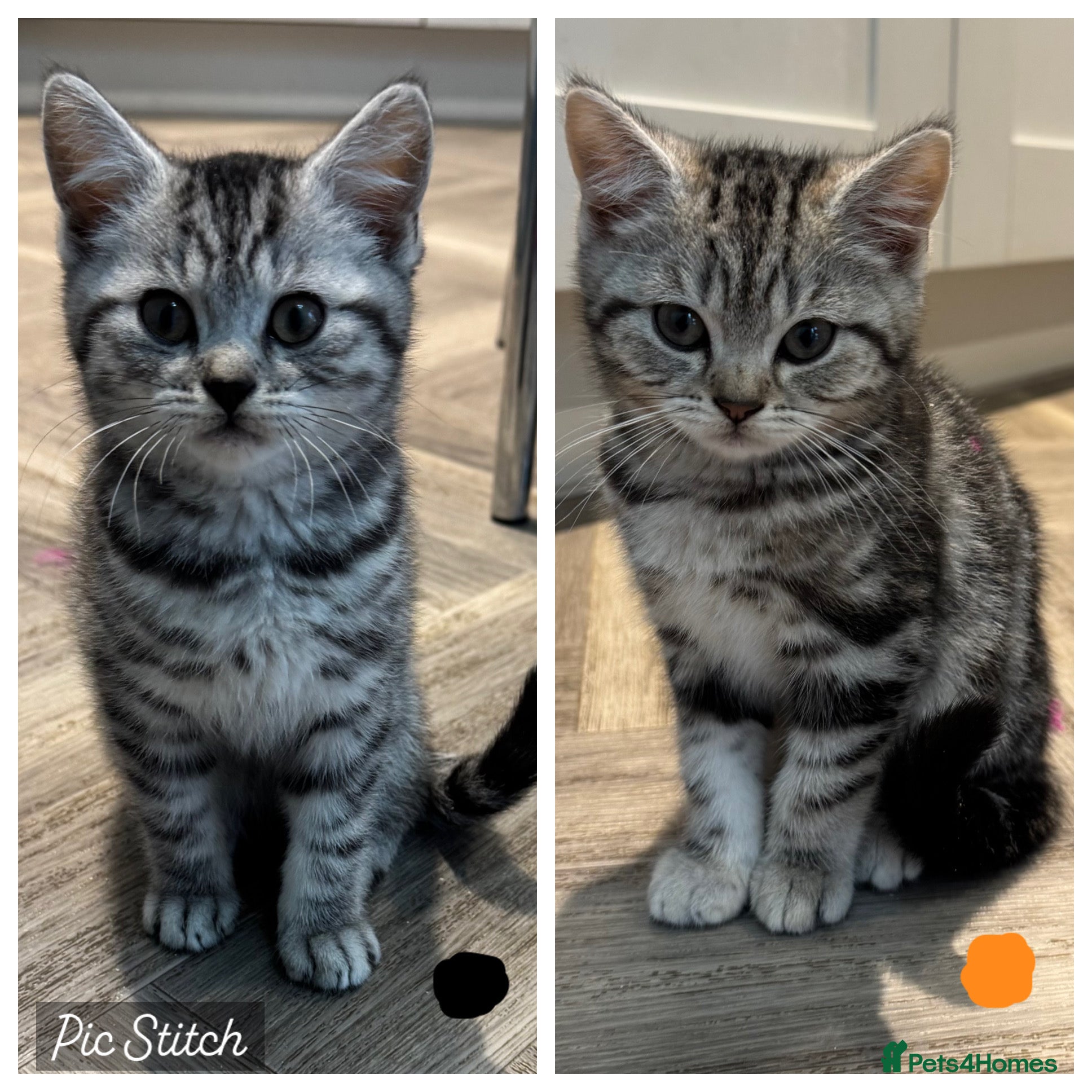 British Shorthair cats 2💙 LEFT GCCF REG SILVER TABBY SPOTTED BSH KITTENS - Advert 2