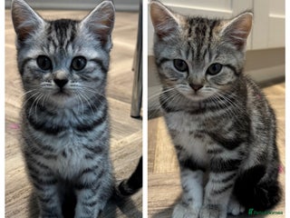 British Shorthair cats 2💙 LEFT GCCF REG SILVER TABBY SPOTTED BSH KITTENS - Advert 6