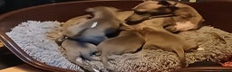 Italian Greyhound dogs for sale: STUNNING LITTER OF RKC REG ITALIAN GREYS - Advert 4