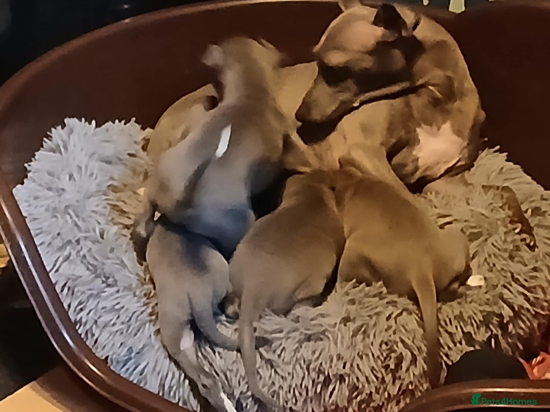 Italian Greyhound dogs for sale: STUNNING LITTER OF RKC REG ITALIAN GREYS - Advert 4