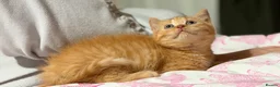 British Shorthair cats for sale: Rare Red British Shorthair Kittens - Advert 6