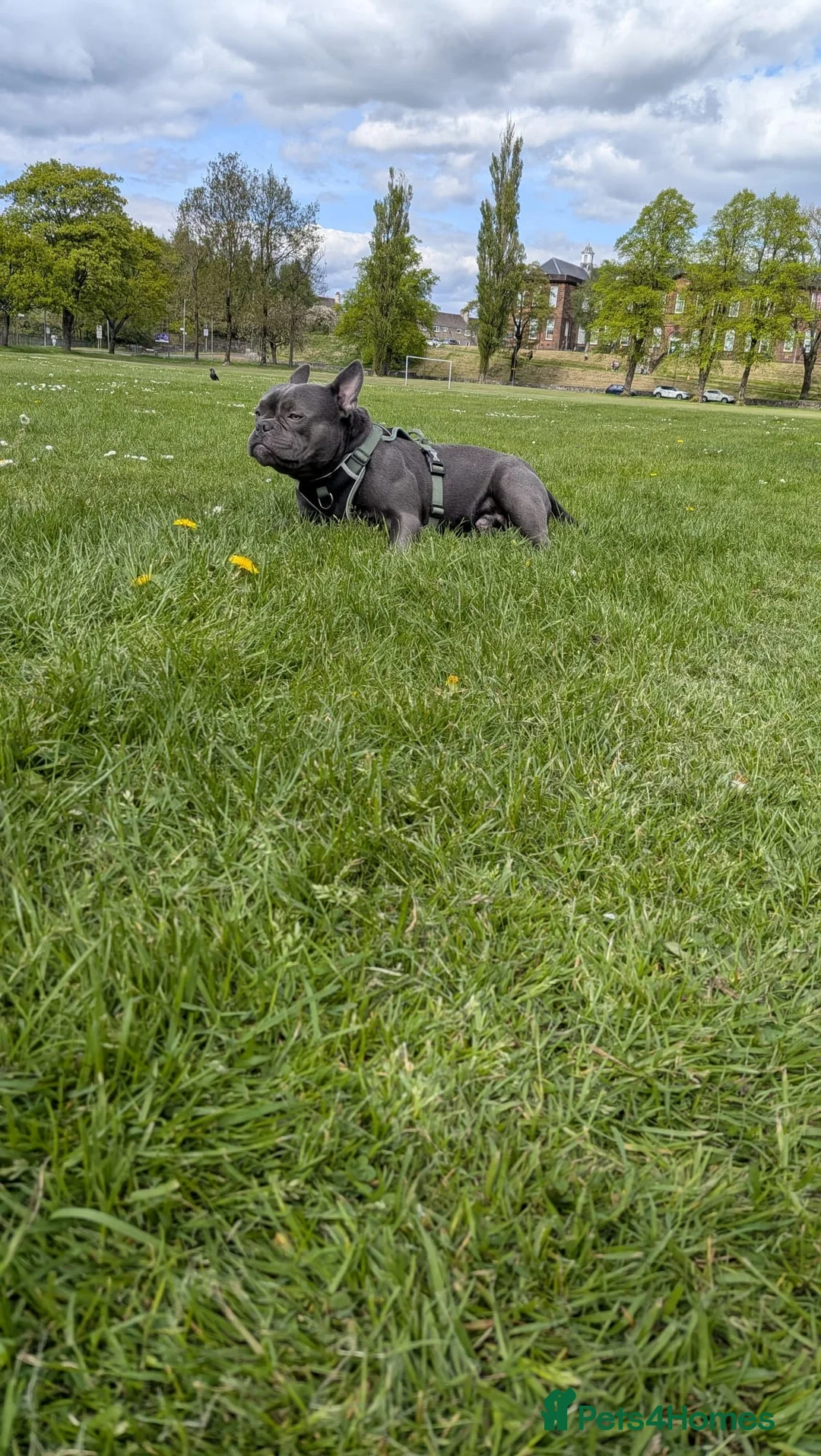 Shorty Bull dogs for stud: Pocket bully/ French bulldog in Paisley - Advert 2