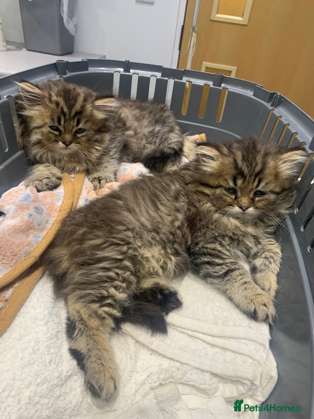 Persian cats for sale: 2 beautiful Persian kittens available from today  - Image 9