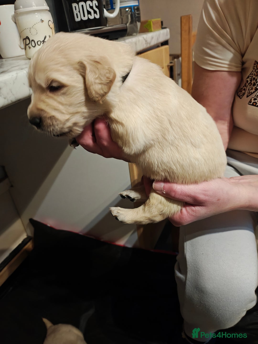 Golden Retriever dogs for sale: 10 Beautiful Golden Retriever puppies  - Advert 19