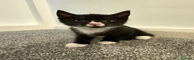 Mixed Breed Kitten 2