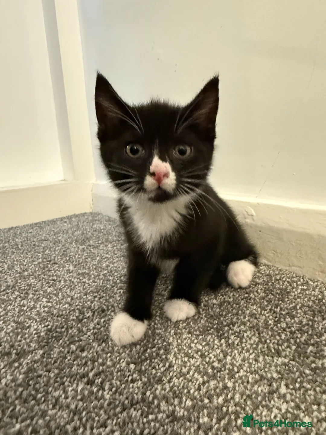 Mixed Breed cats for sale: 3 girls looking for new homes in Doncaster - Advert 8