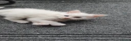Mixed Breed cats for sale: White kittens. - Advert 2