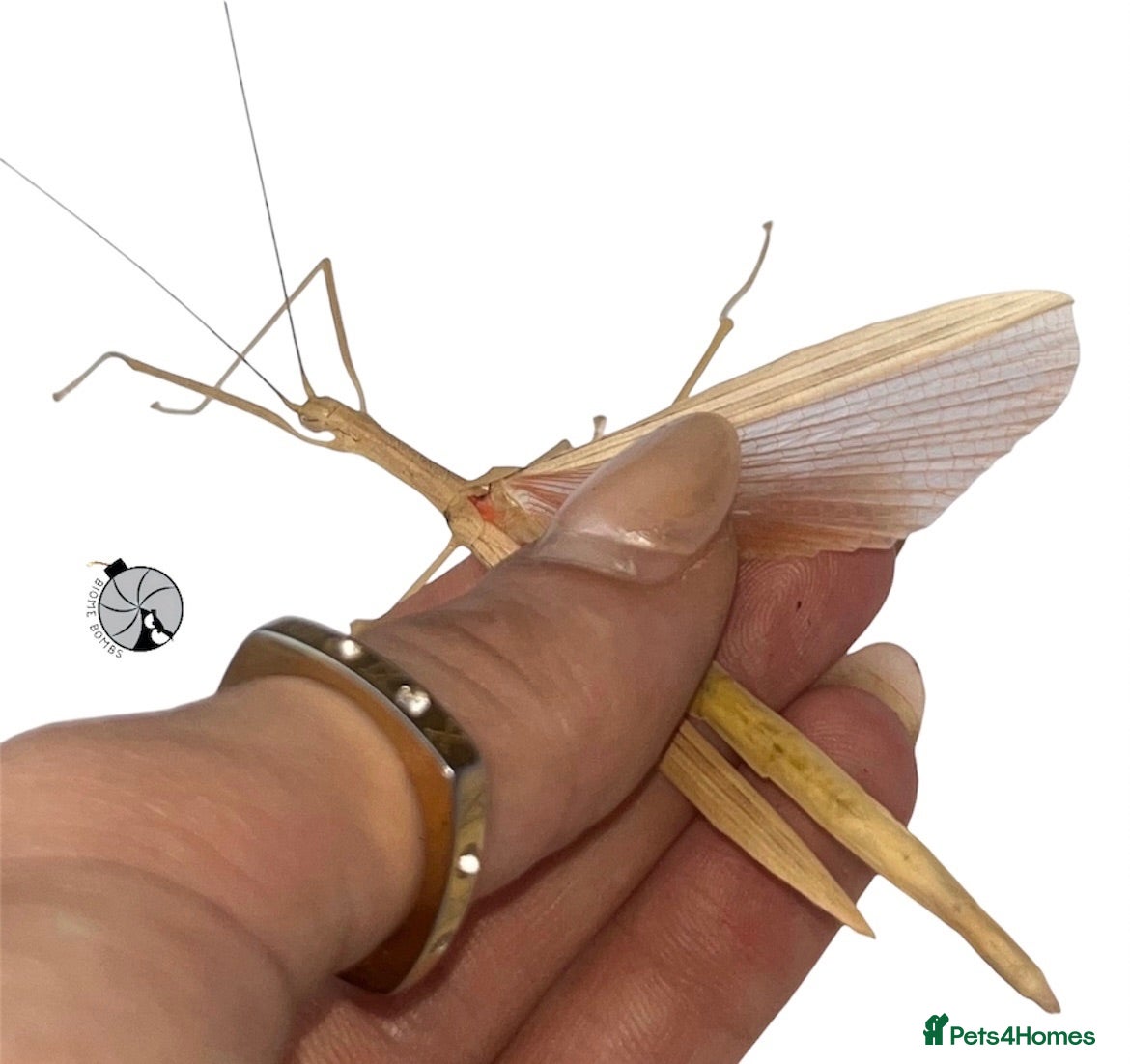 Stick Insects invertebrates X5 PINK WINGED STICK INSECTS HAPPY TO SHIP  - Advert 1