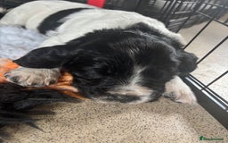 Sprocker dogs for sale: Sprocker Pups  - Image 12