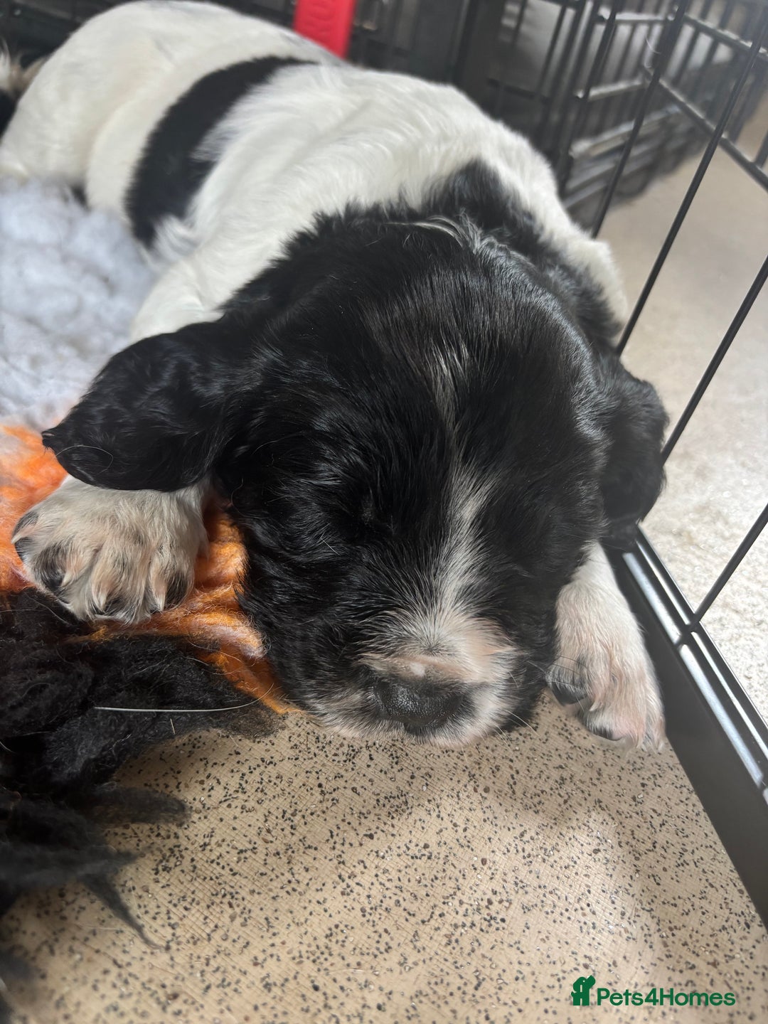 Sprocker dogs for sale: Sprocker Pups  - Image 12