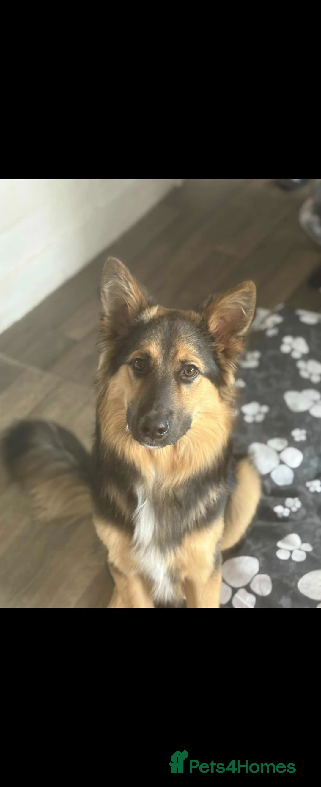 Mixed Breed dogs for sale: 1 yr old male German shepherd cross border collie  in Warrington - Advert 1